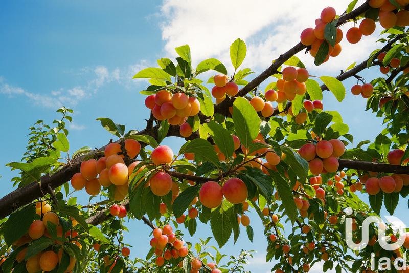 Maison - 215 m² - 8 pièces