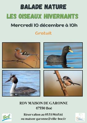 Balade nature sur les oiseaux hivernants