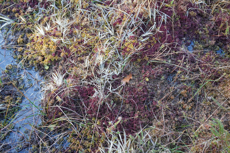 Journée mondiale des Zones Humides