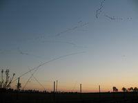 Grue cendrée et gastronomie landaise