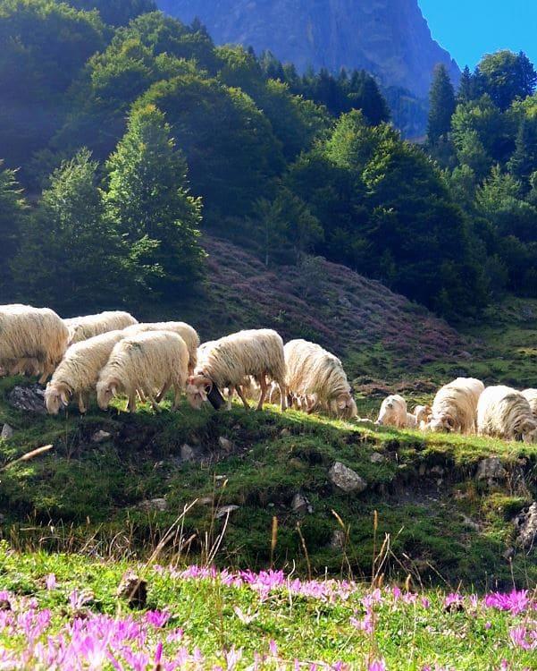 Les bergers d'Ossau