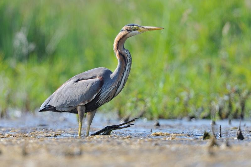 Les oiseaux d'eau du Domaine du Plessis