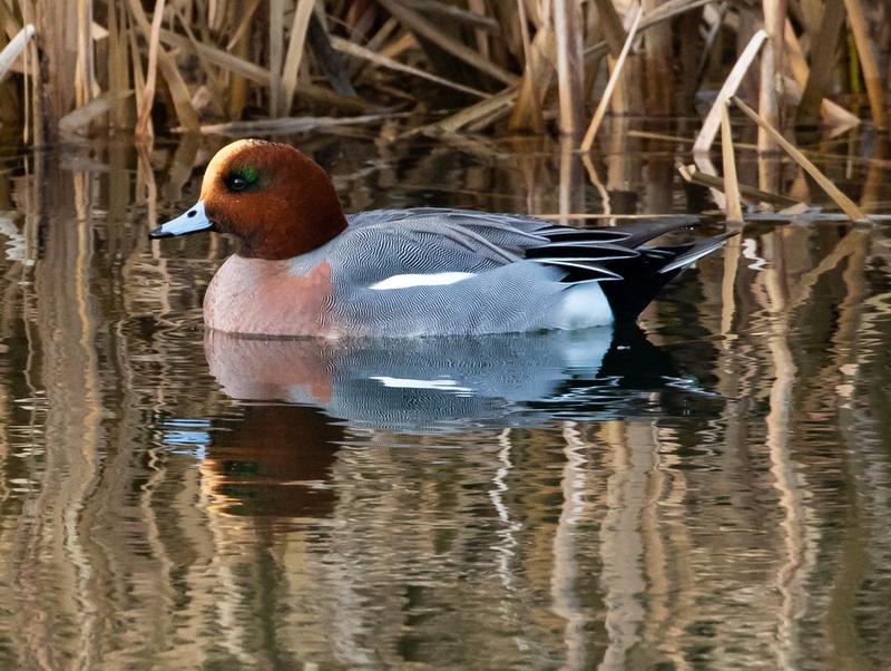 Les oiseaux du marais