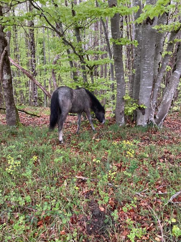 Maison de domaine - 570 m² - 20 pièces