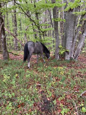 Maison de domaine - 570 m² - 20 pièces