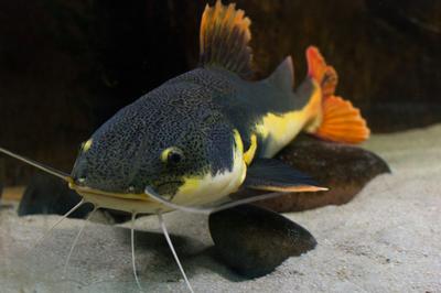 Micro Zoo Saint-Malo