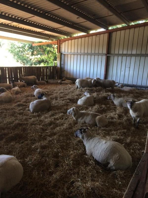 Corps de ferme - 110 m² - 5 pièces