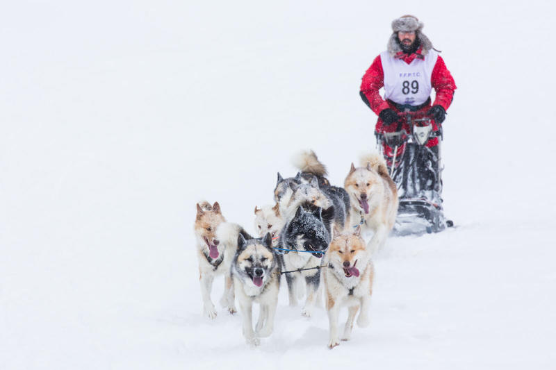 Annulée - Course de chiens de traîneaux