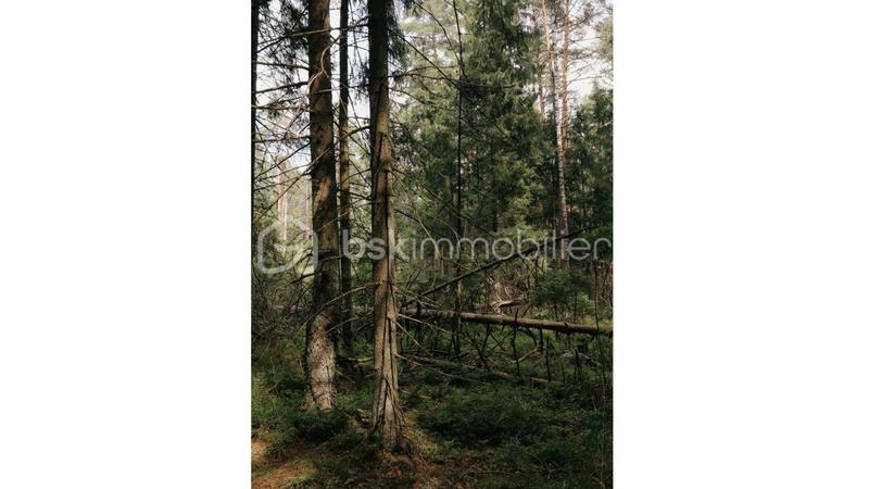 Forêt - 12 865 m²