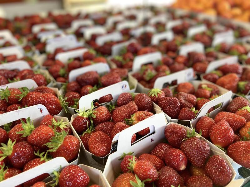 Marché des Jacobins - le Mans