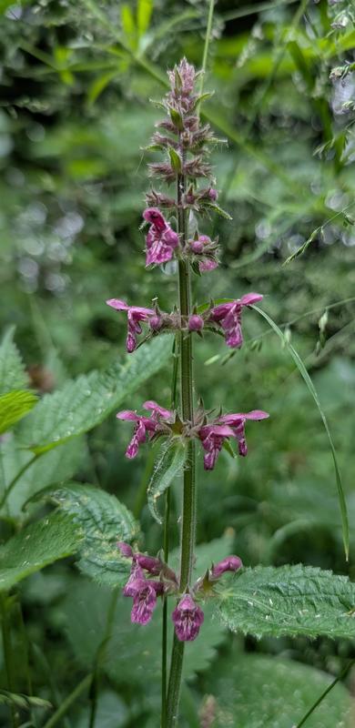 Découverte de la forêt rhénane