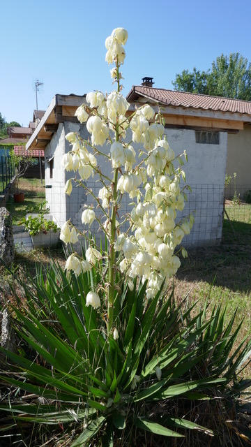 Maison en pierre - 78 m² - 4 pièces