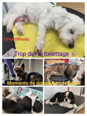 Salon Toilettage E'Pile O'Pooils