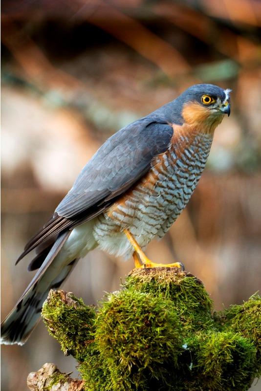 Rapaces nicheurs de Brenne