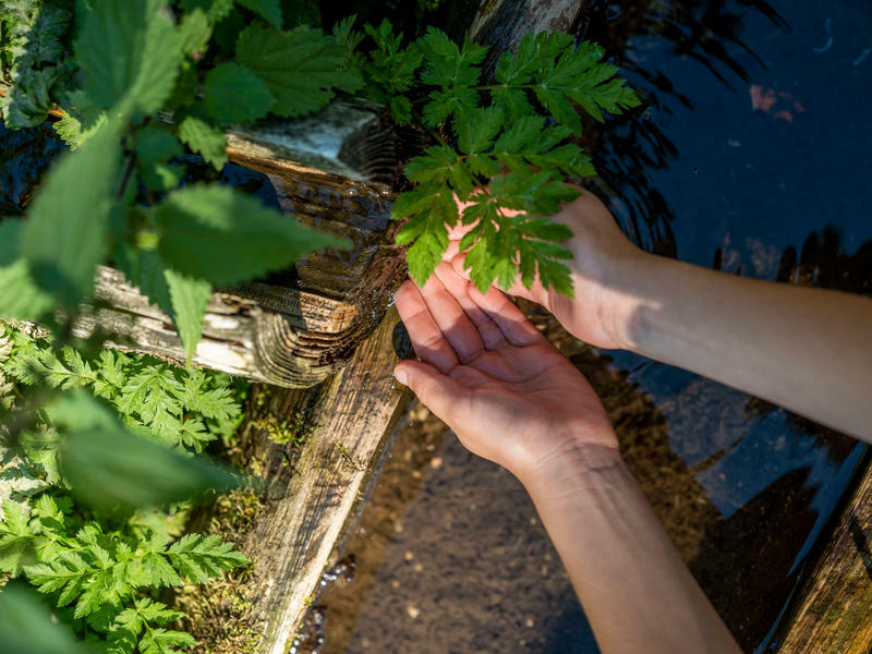 Atelier journée cueillette et cuisine de plantes sauvages
