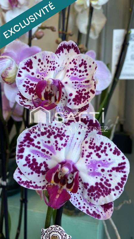 Local commercial - 51 m² - 1 pièce