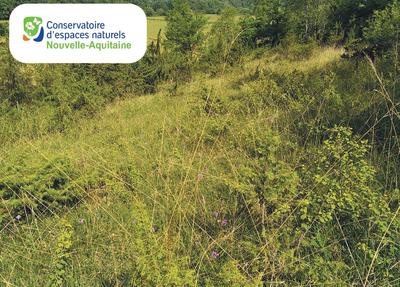 Chantier participatif sur la pelouse de rizes