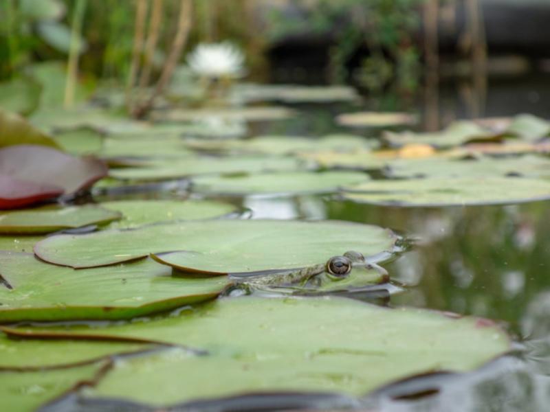 A la découverte de la mare à Terres d'Oiseaux