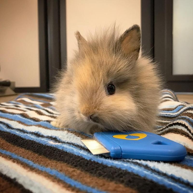 Ouest My Vet Clinique vétérinaire