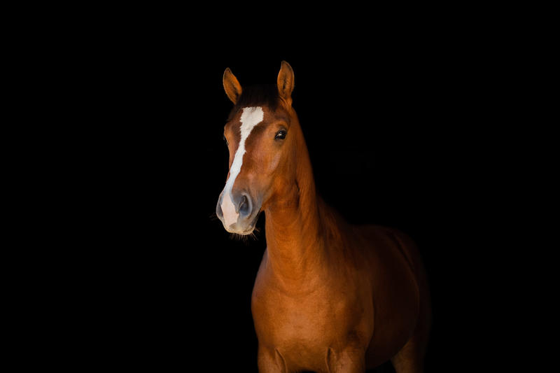 Saisir l'Instant Photographie