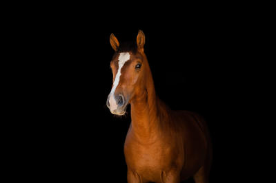 Saisir l'Instant Photographie