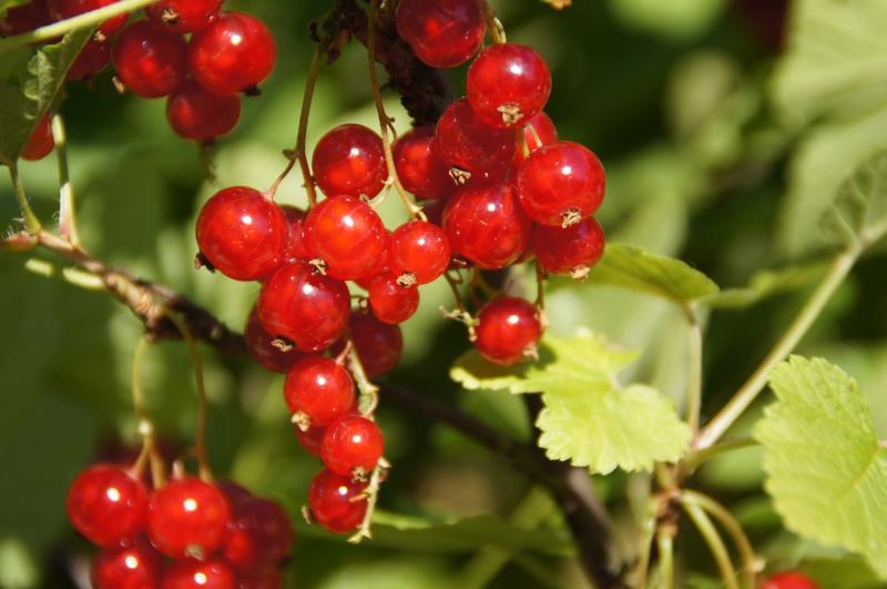 Marché de la groseille