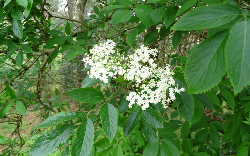 Sortie nature Cpie Pays Basque : "La botanique à la loupe"
