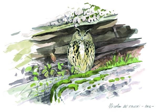 A la découverte des chouettes et des hiboux des Vosges du Nord