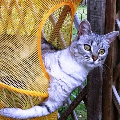 Pension Féline de l'Aude "Le Jardin d'Eva"