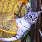 Pension Féline de l'Aude &quot;Le Jardin d'Eva&quot;