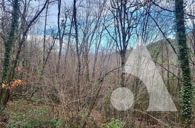 Forêt - 12 390 m²
