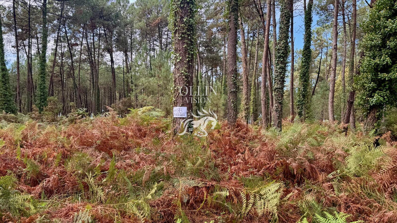 Terrain - 78 447 m²