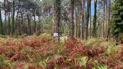 Terrain - 78 447 m²