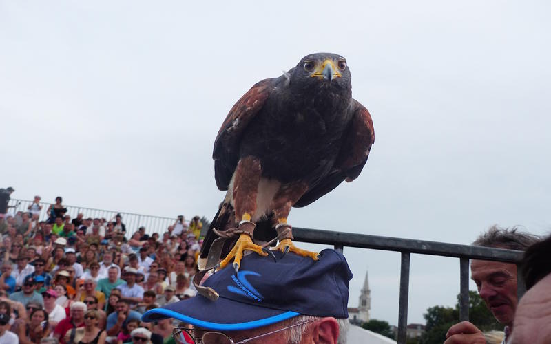 Spectacle des sabots et des ailes