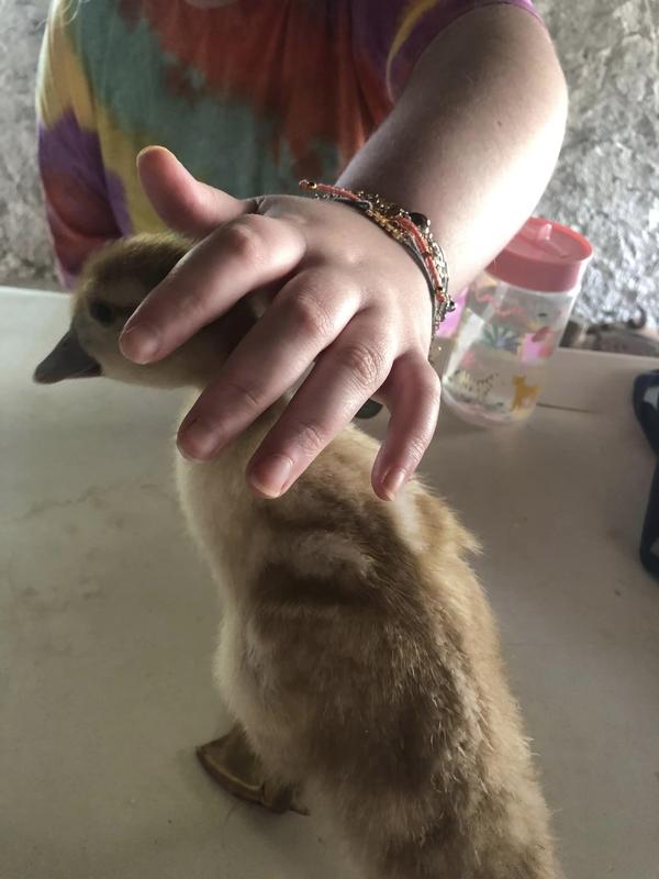 Les « petits Fermiers »