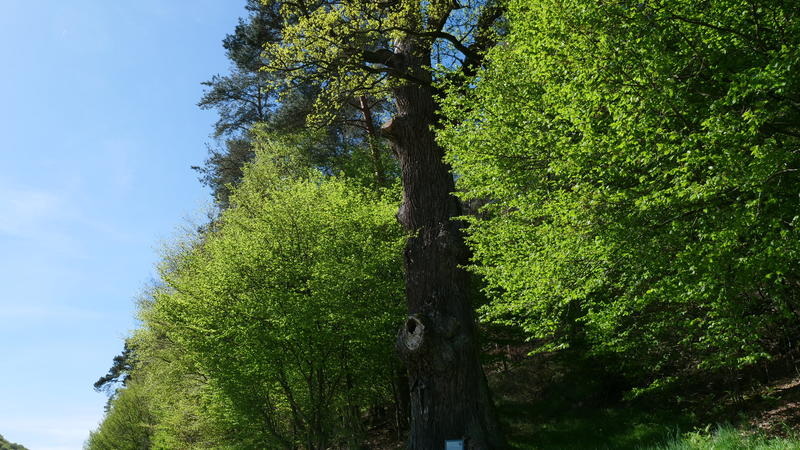 Formation - plantez, taillez et soignez vos arbres