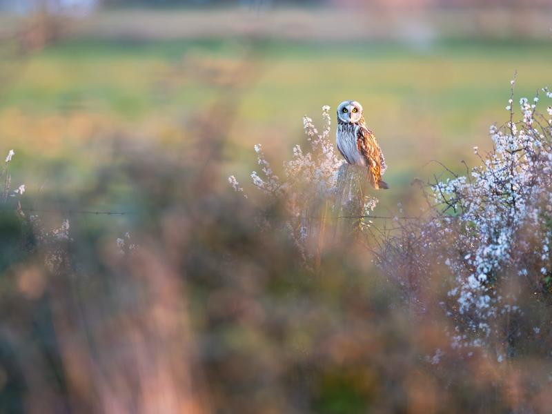 Semaine de la Biodiversité - Conférence avec le photographe animalier Valentin Marchegay