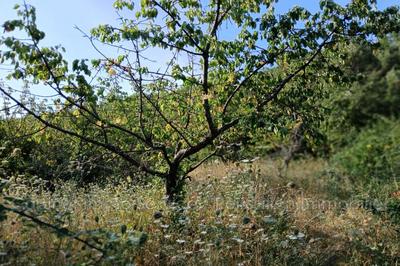 Terrain agricole - 1 968 m²