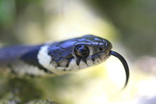 Ces serpents super sympas