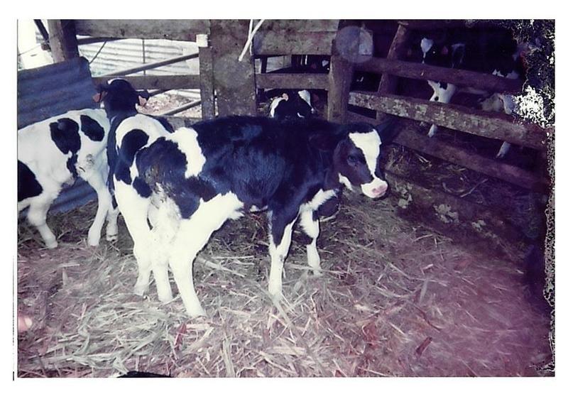 Terrain agricole - 167 518 m²