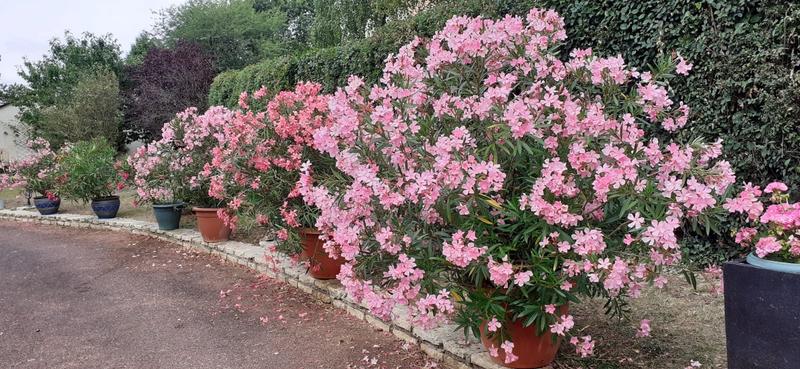 Maison - 214 m² - 9 pièces