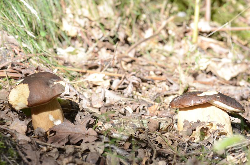 Initiation à la cueillette des champignons