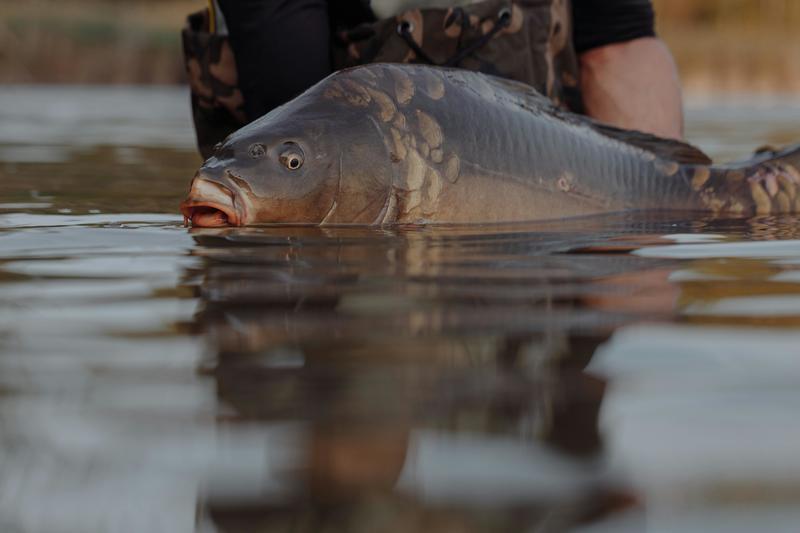 Ouverture de la pêche à la carpe