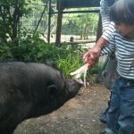 Parc Animalier Hi! Han!