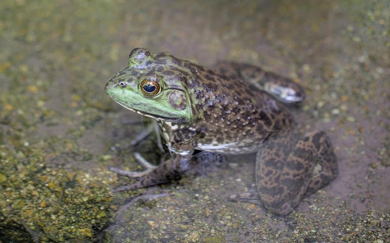 Sortie nature Cpie Pays Basque : "La double vie des amphibiens"