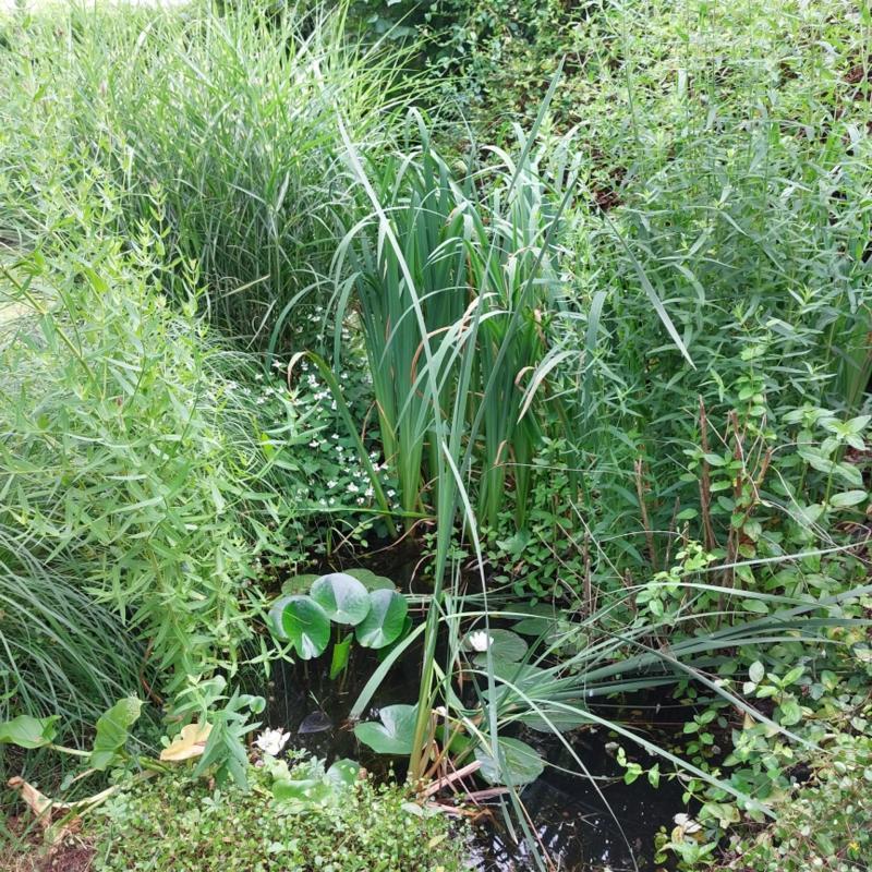 Longère - 184 m² - 6 pièces