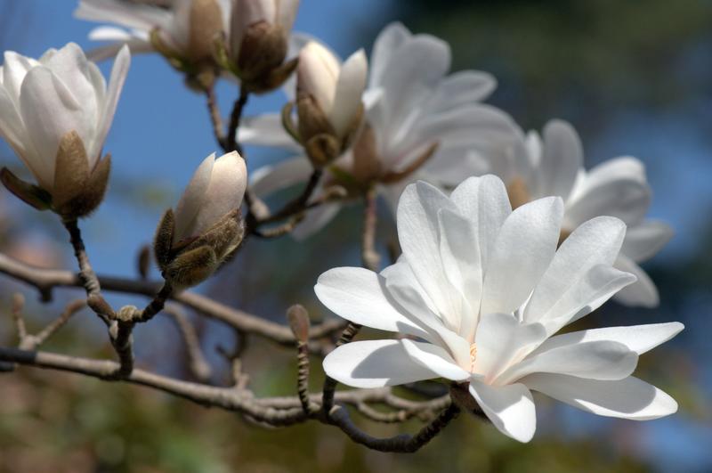 Dimanches Magnolias