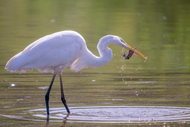 Animation Objectif Brenne pour le Téléthon