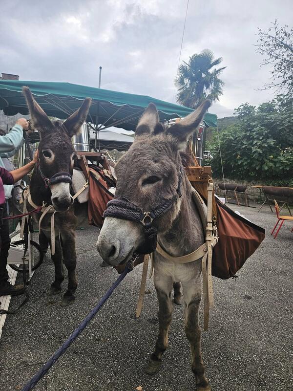 Vide-greniers et marché aux plantes de printemps