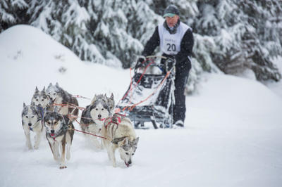 Annulée - Course de chiens de traîneaux